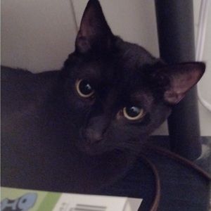 Meet your Posher, Amber